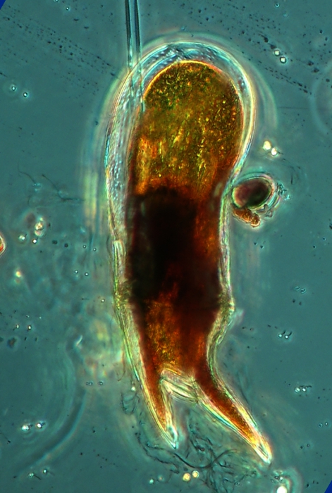 Ceratium praelongum Ceratium praelongum