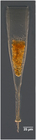 Xystonellopsis tenuirostris (Brandt 1906)