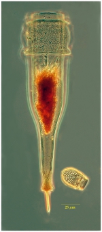 Xystonellopsis dicymatica (Brandt 1906)