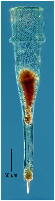 Xystonelopsis pulchra