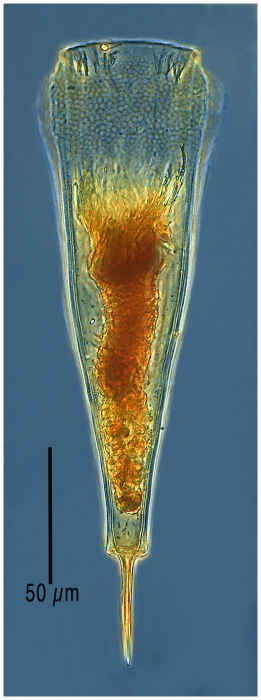 Xystonellopsis favata Xystonellopsis favata