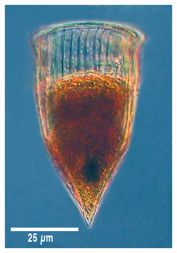 Rhabdonella amor Rhabdonella amor