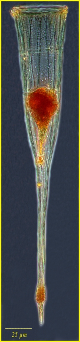 Rhabdonellopsis apophysata Rhabdonellopsis apophysata