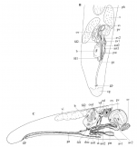 Brachyrhynchus triplostylis