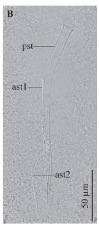 Brachyrhynchus triplostylis