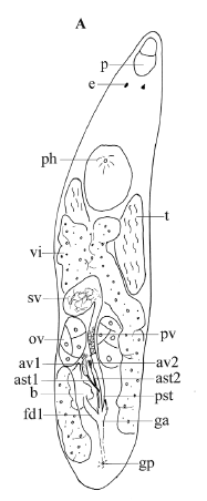 Brachyrhynchus acutus