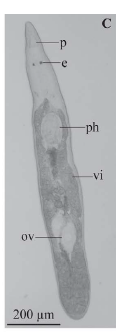 Brachyrhynchus oosterlyncki