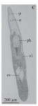 Brachyrhynchus oosterlyncki