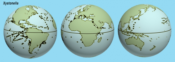 Distribution of Xystonella species records