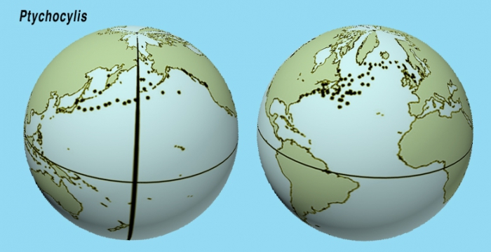 Geographic Distribution of species records for Ptychocylis