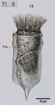 Ptychocylis urnula - Figure from original description