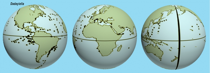 Distribution of species records for Dadayiella species