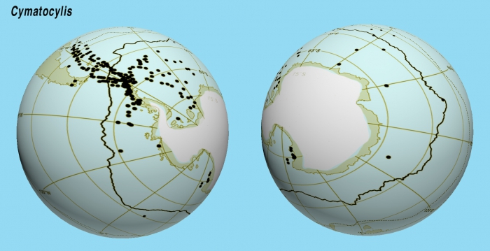 Distribution of the records of Cymatocylis species.