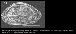 Lectotype of Cytherura lilljeborgi Brady, 1880 (taken from Dingle, 2003)