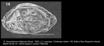 Ostracoda (seed shrimp)