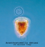 Acanthostomella obtusa