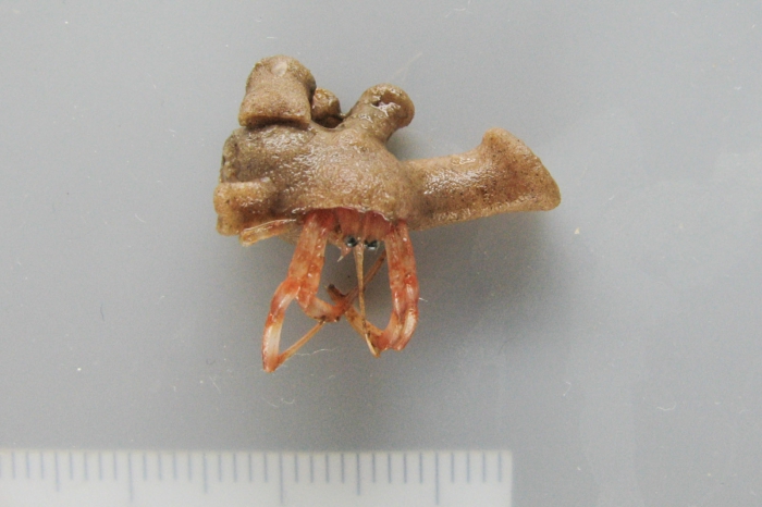 Epizoanthus on Pagurus (hermit crab)
