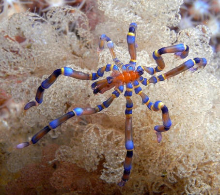 Anoplodactylus evansi Anoplodactylus evansi