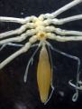 Chelicerata (sea spiders & mites)