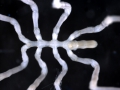 Chelicerata (sea spiders & mites)