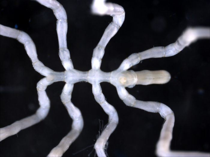 Endeis mollis Endeis mollis
