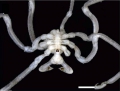 Chelicerata (sea spiders & mites)