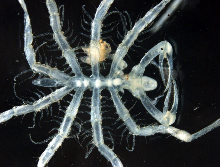 Paranymphon bifilarium Paranymphon bifilarium