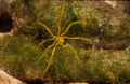 Chelicerata (sea spiders & mites)