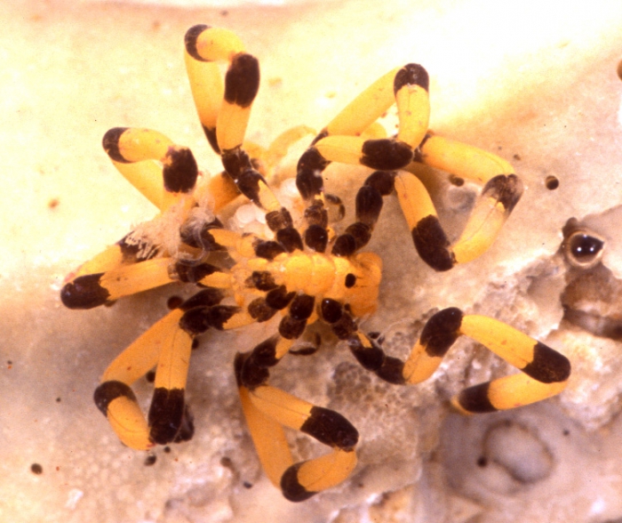 Stylopallene cheilorhynchus Stylopallene cheilorhynchus