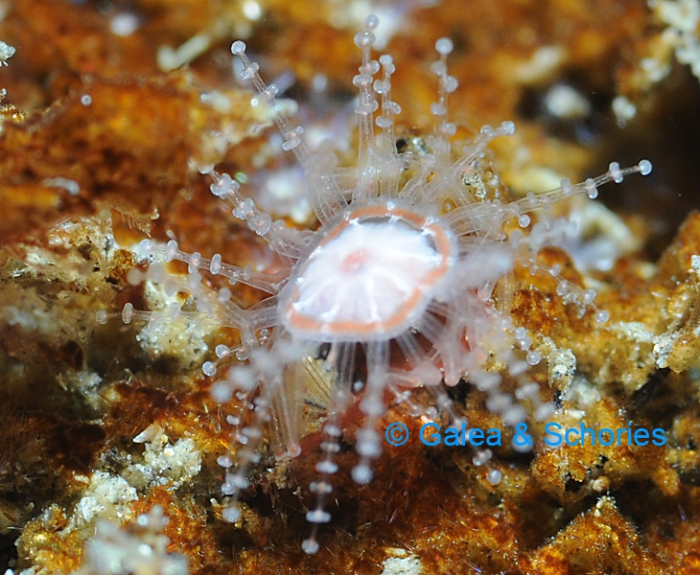 Staurocladia vallentini; Magellan Region, diameter 3 mm including tentacles Staurocladia vallentini; Magellan Region, diameter 3 mm including tentacles