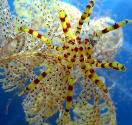 Pseudopallene variabilis-complex on bryozoan