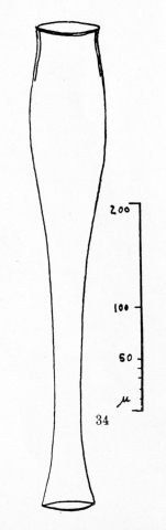 Drawing from description of Eutintinnus dilatatus