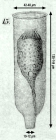 Drawing of Eutintinnus angustor from orginal description in Daday 1887