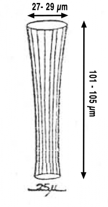 Eutintinnus striatus, drawing from original description by Nie & Ch'eng 1947