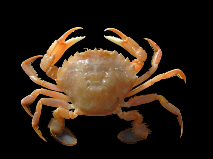 Liocarcinus holsatus (Fabricius, 1798) 