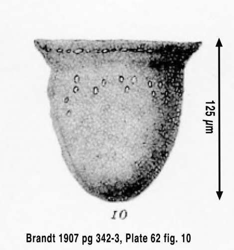 Petalotricha capsa