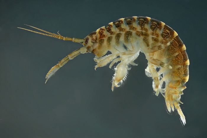 Dikerogammarus villosus