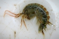 Crustacea (crustaceans)