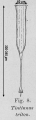 Rhabdonellopsis triton - drawing from original description as Tintinnus triton