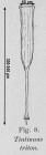 Rhabdonellopsis triton - drawing from original description as Tintinnus triton
