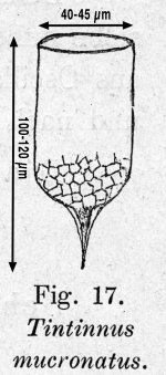 Epiplocylis mucronata - drawing from original description as Tintinnus micronatus