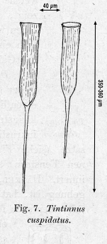Original drawing of form known as Rhabdonella  cuspidata in Kofoid & Campbell 1929