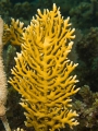 Hydrozoa (hydroids)