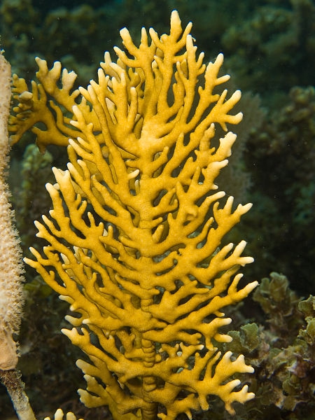 Millepora alcicornis, source Wikipedia