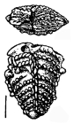 Bolivinella profolium Hayward HOLOTYPE