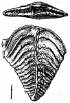 Chromista - Foraminifera (foraminifers)