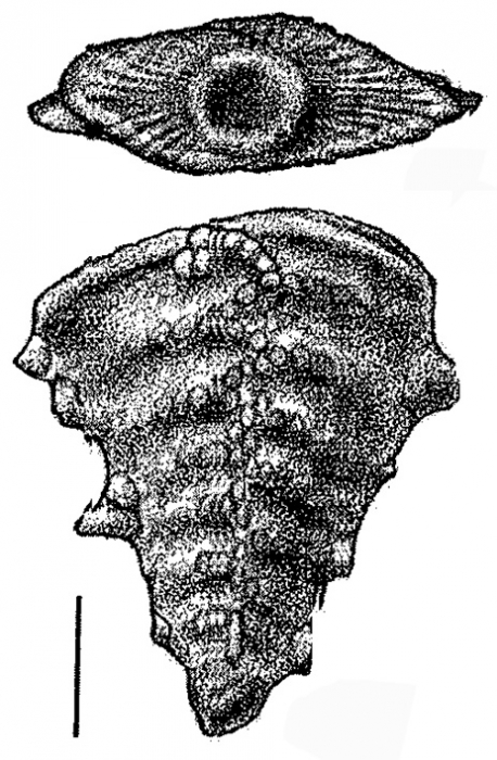 Inflatobolivinella subrugosa zealandica Hayward HOLOTYPE