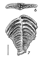 Chromista - Foraminifera (foraminifers)