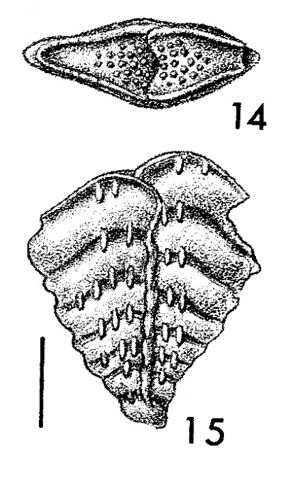 Inflatobolivinella miocenica Hayward HOLOTYPE