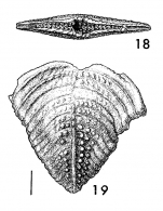 Bolivinella subrugosa Butt PARATYPE